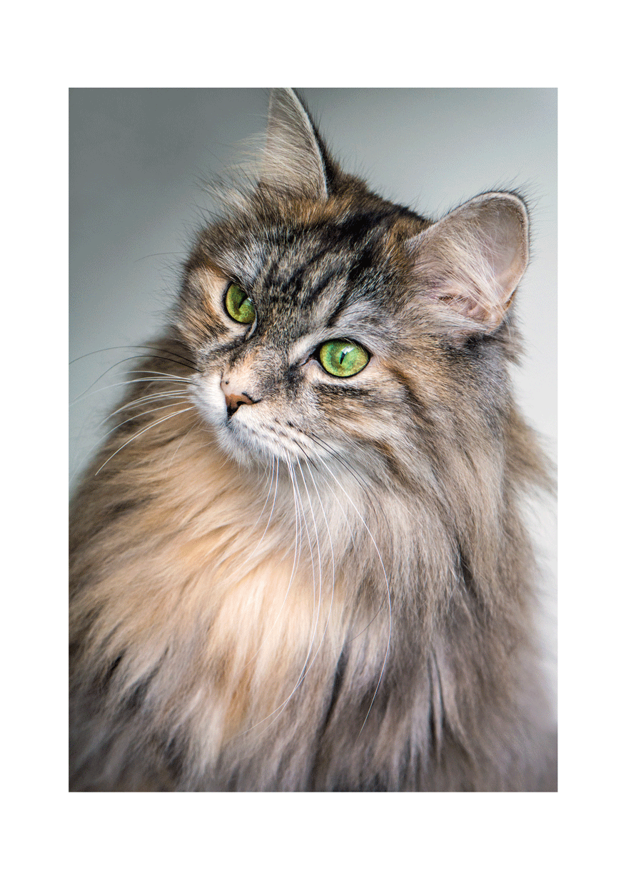 photo reference of cat - sample 01