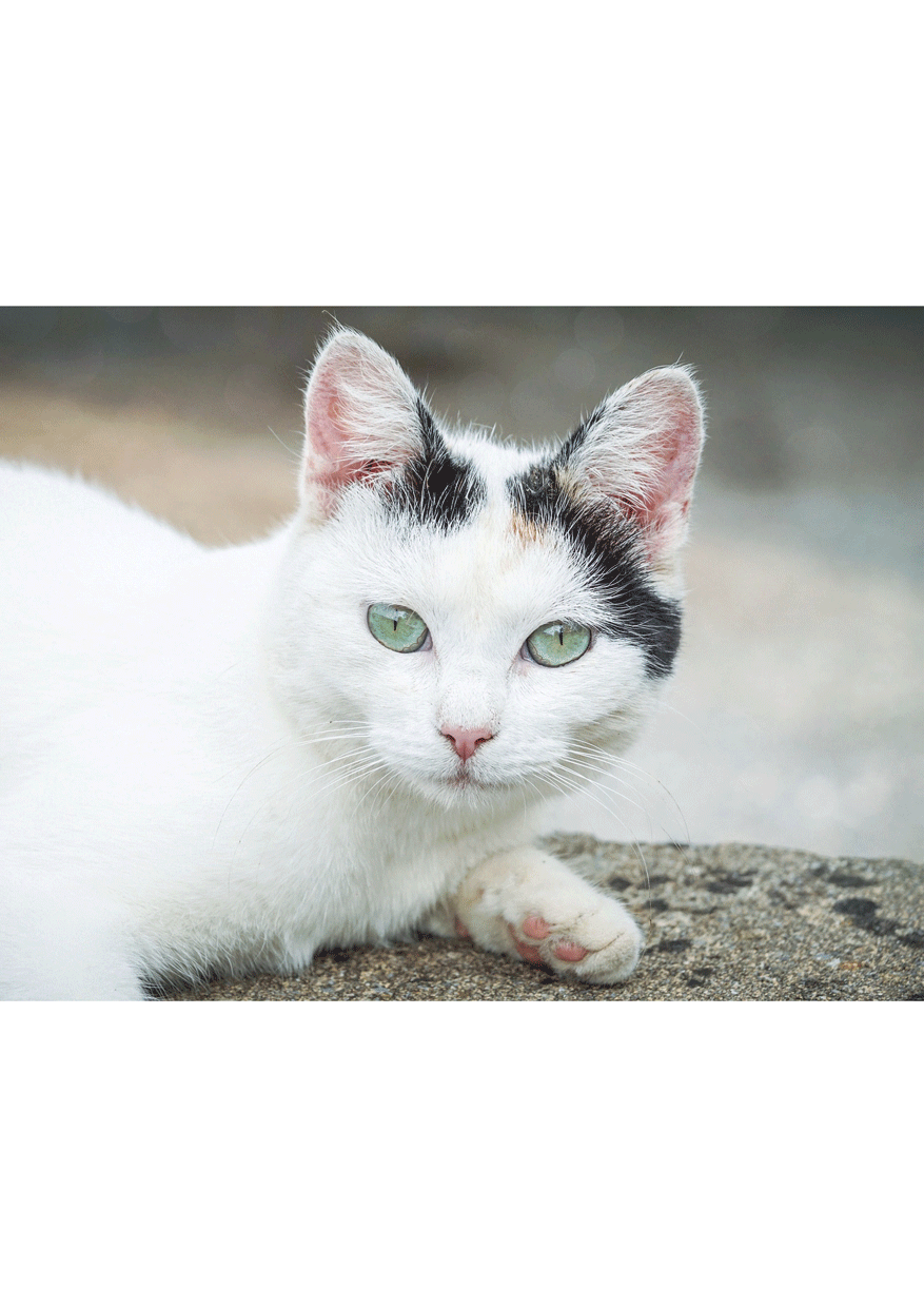 photo reference of cat - sample 02