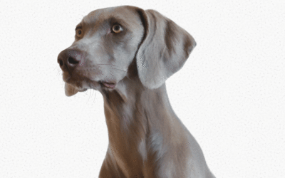 Dog Portrait of ‘Ralph’