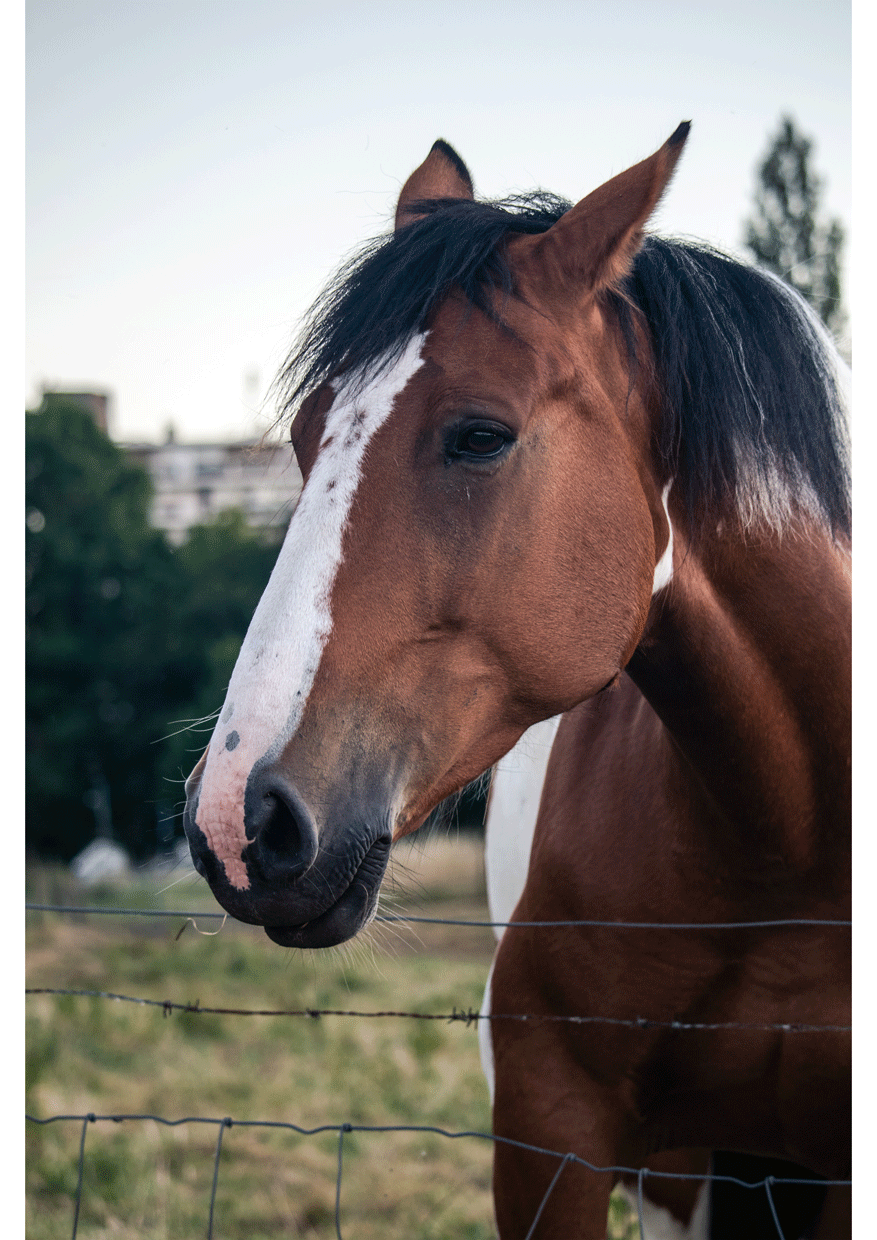 photo reference of horse - sample 01
